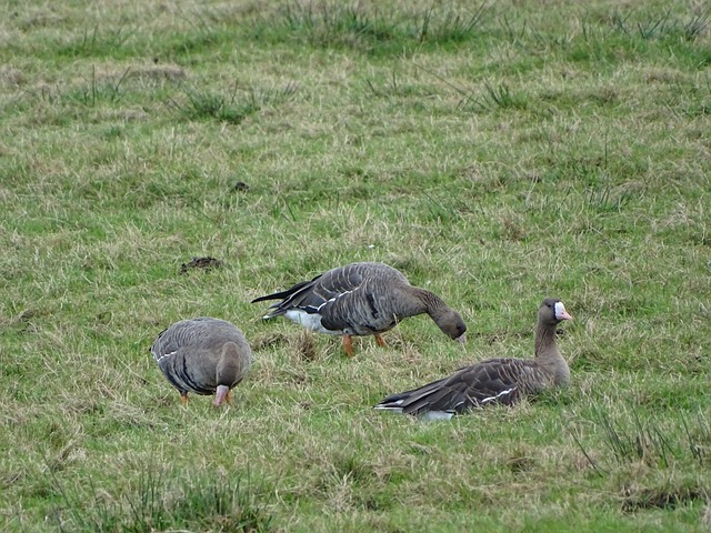三狮军誓挫 三狮军誓挫